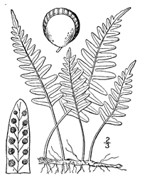 drawing of polypodium virginianum plant parts